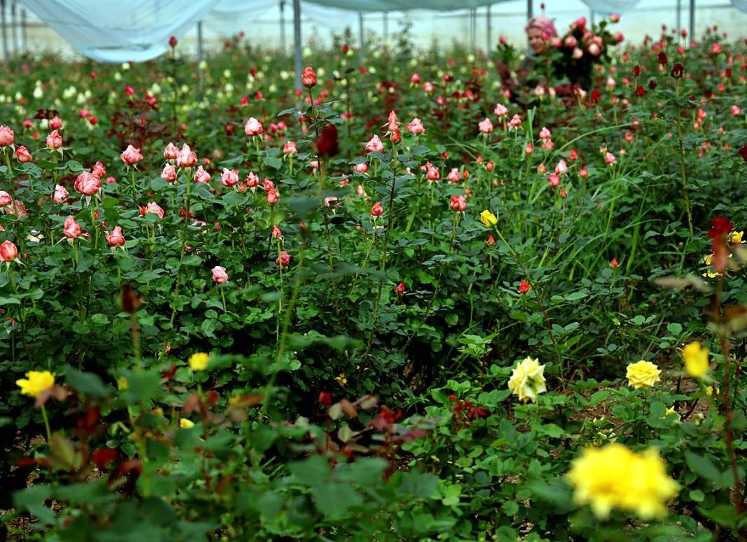 Hasat başladı, ithalat fiyatı düşürdü: Tanesi 30 TL! Özel günlerde kapış kapış satılıyor 7